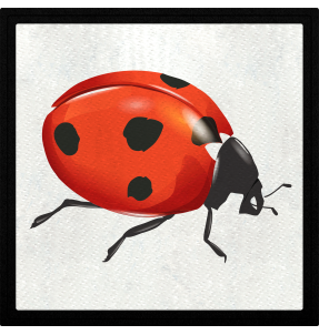 Parche cuadrado mariquita