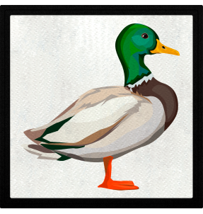 Parche cuadrado pato