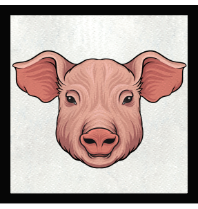 Parche cuadrado cerdo