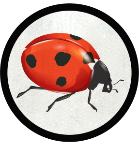 Parche redondo mariquita