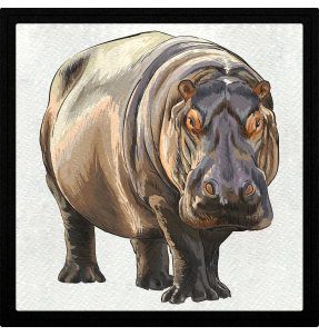 Parche cuadrado hipopótamo